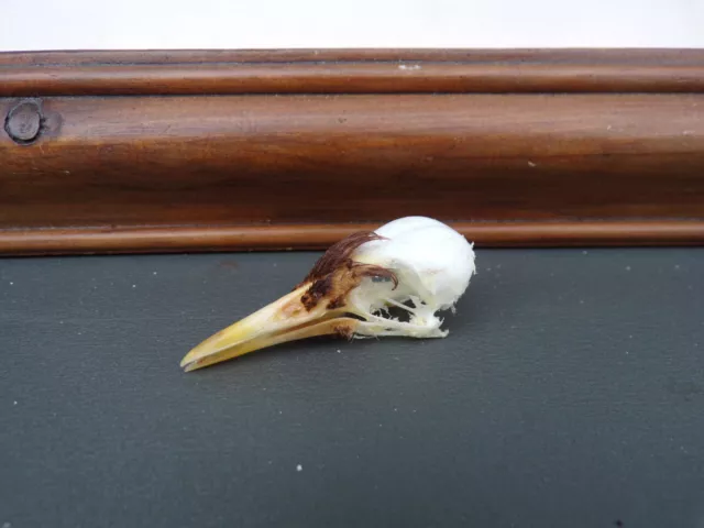 Starling bird skull Taxidermy