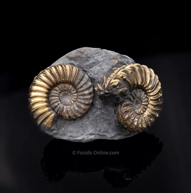  Fossil Pyritized Ammonite Pleuroceras Jurassic Germany 2718