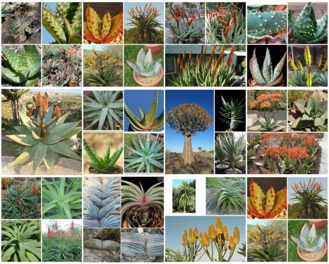 100 graines Aloe mix, plantes grasses, cactus,seed succulents F