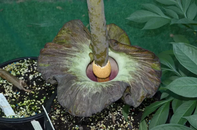 Amorphophallus mossambicensis x lewallei.   Voodoo Lily.  3.5cm tuber. Aroid