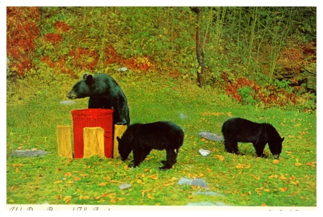 Pocono Mountains Black Bears Cubs Nature Wildlife Unposted Chrome Postcard