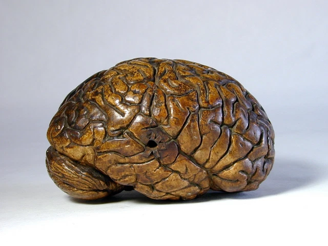 Antique Hand Made Anatomical Model of Brain with writing Circa 18th 19th Century