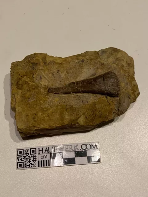 Nothosaurus Extremitätenknochen aus dem Muschelkalk von Heilbronn