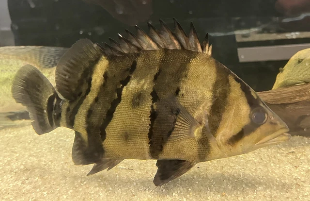XL 3 Bar Indo Datnoid 10” Live Freshwater Tropical Aquarium Fish