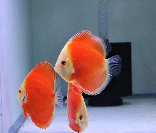 Red Melon 3 Pack Discus 4" Live Tropical Fresh Water Healthy Aquarium Tank