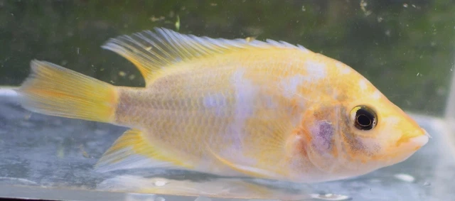 4" Red Devil Live Freshwater Aquarium Fish