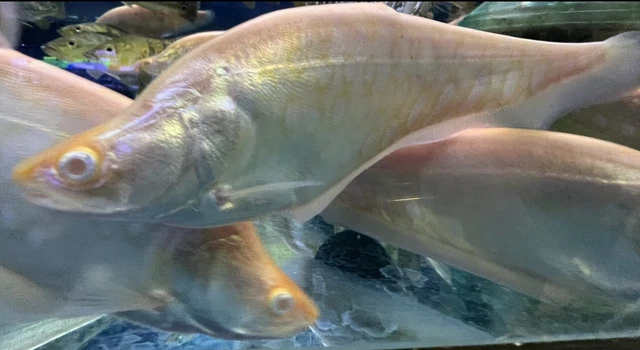 LIVE TROPICAL Fish~ Albino Clown Knifefish (Chitala ornata) 6 Inch