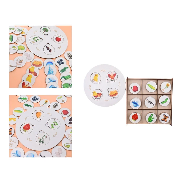 LIFE CYCLE MODEL Set Matching Game Growth Stages for Teaching Tools ...