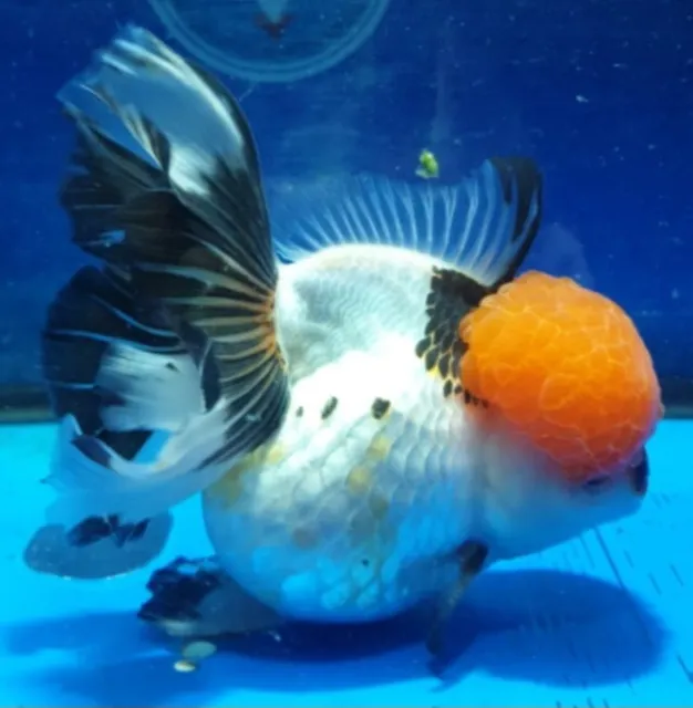Live Fancy Young Premium Oranda Goldfish Tri color 2"-Ready to Ship in USA