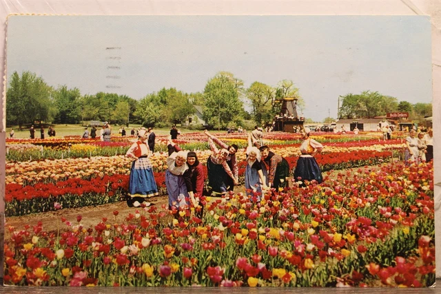 Michigan MI Holland Nelis Tulip Farms Lakewood Blvd Postcard Old Vintage Card PC
