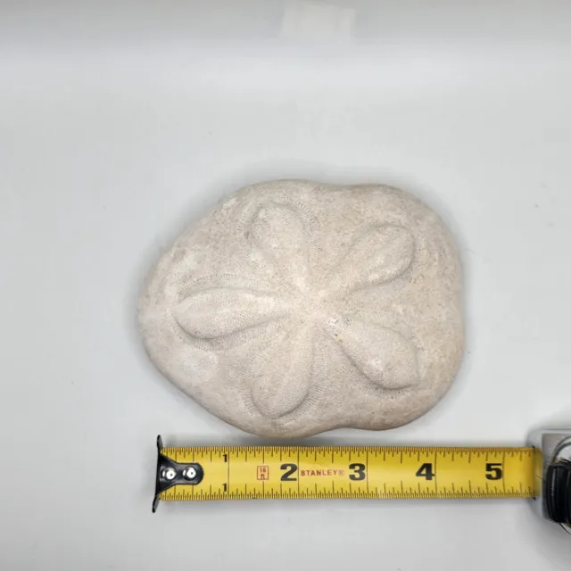 Large Puffy Sea Biscuit Sand Dollar Fossil Seashell Nautical Ocean Beach Decor