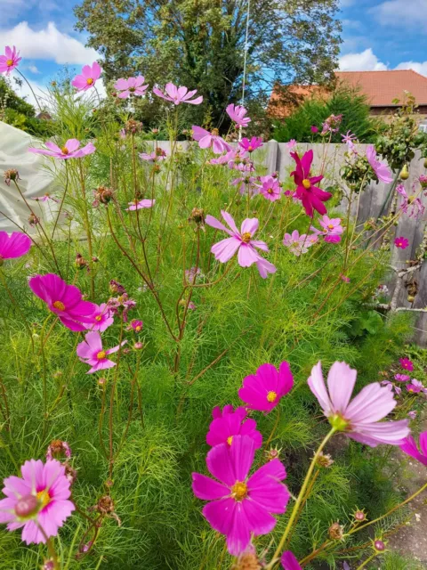 Graines de COSMOS GEANT Fleur annuelle