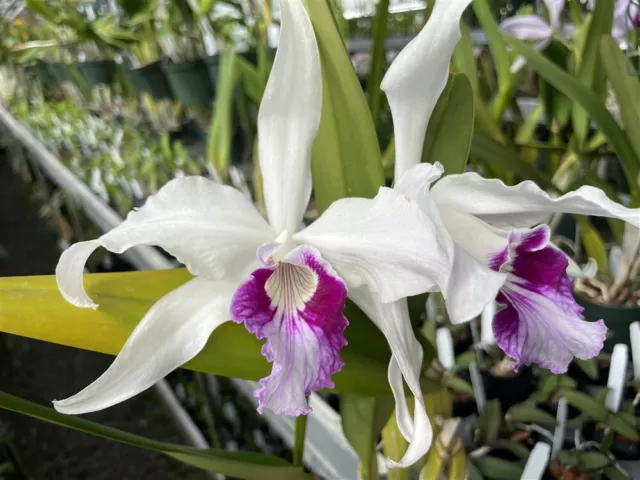 L. purpurata `FDR Park' Original Division Cattleya Species Orchid