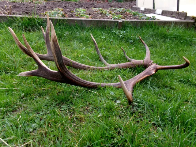 Paar 12ender Abwurfstangen 90cm Hirschgeweih Rothirsch Geweih Gehörn Dekoration