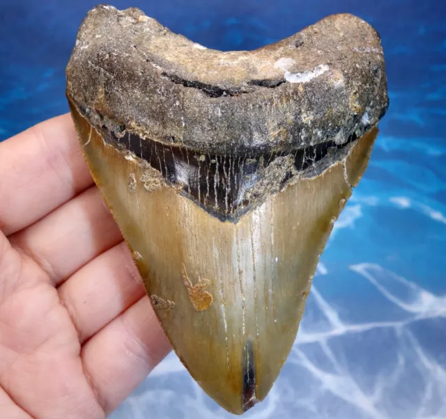 Megalodon Shark Serrated Tooth~ 4.05" ~Shark Teeth~Real Fossil~No Repair~