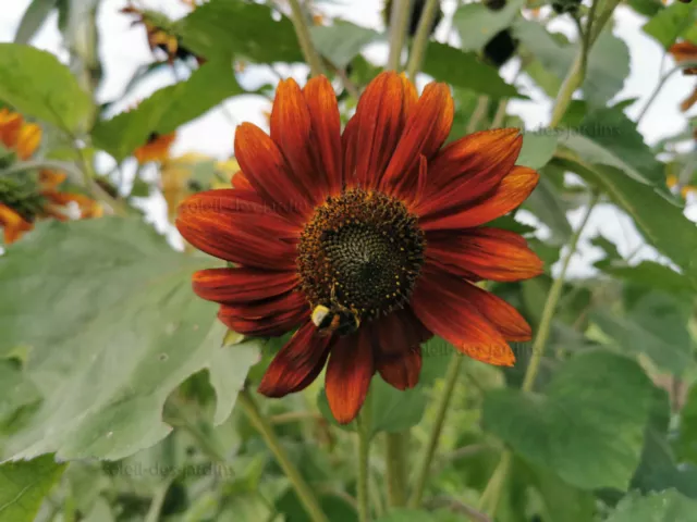 Lot de 50 graines de tournesol soleil rouge