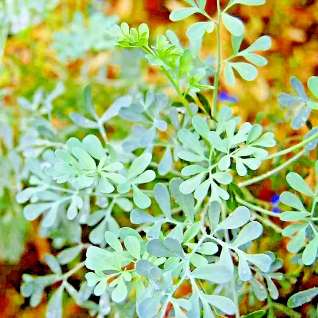 Rue 300+ Seeds Insect Pest Repellent Spring Heirloom Herbs Flea Medicinal Usa