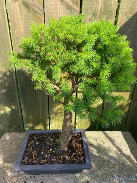 Bonsai Tree  White Spruce With Age Old Tree Potential