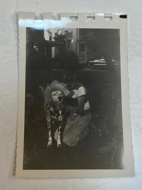 Dalmatian Dog Photograph In Hat Humorous Funny Snapshot Vintage Old ca 1950s Pet