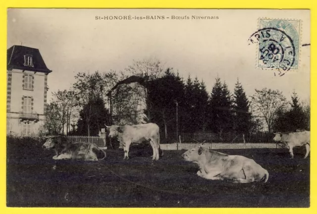 cpa Burgundy SAINT HONORÉ les BAINS Boefs Nivernais breeding cattle agriculture