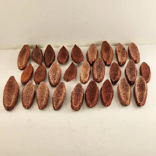 27 rebanadas de semillas de árbol de caoba de las Indias Occidentales para artesanías florales secas