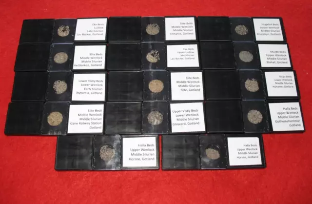 Silurian Gotland matrix microfossil slide collection 14 different localities