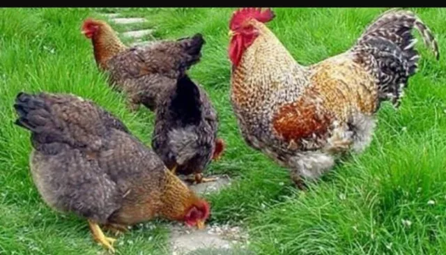 10  Grosse Bielefelder Kennhuhn bruteier.Hatching eggs (keine bruteier 😉🙈)