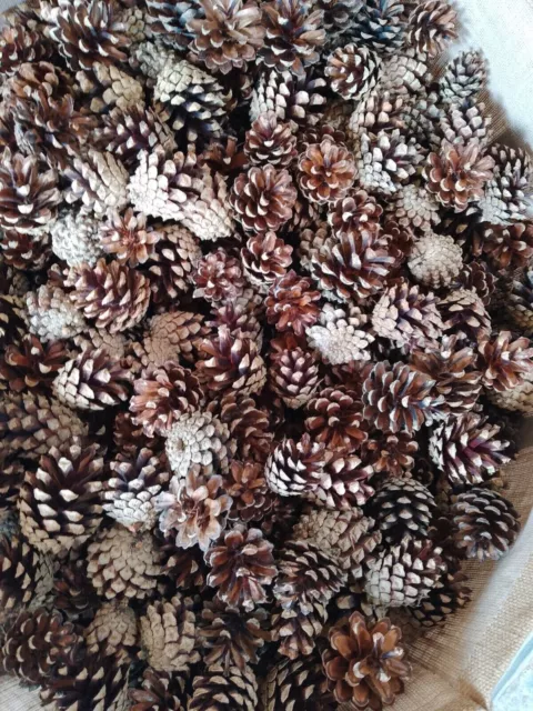 200 x  Natural small  pine cones xmas/crafts/wreath