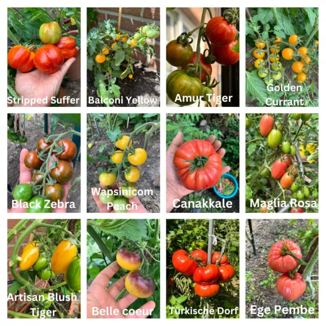 Tomaten Set. 12 Sorten Tomatensamen, Samenfest Je Sorte 15+ Samen