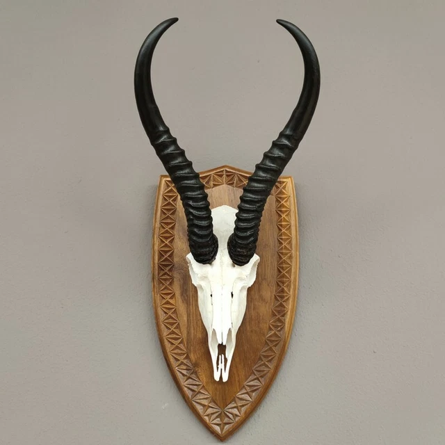 Gacela Antílope Trofeo de Calavera En Escudo de Trofeo Hl 35,5 CM de Decoración