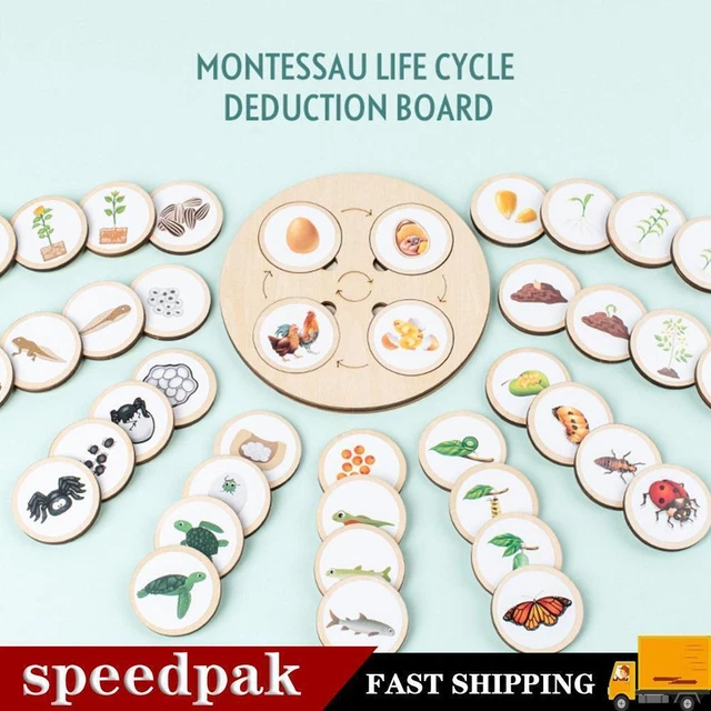 LIFE CYCLE BOARD Wooden Montessori Kit Biology Science Toys Education