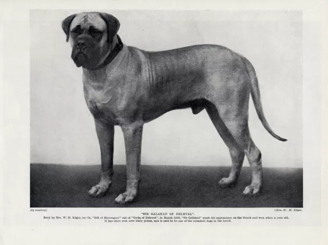 Mastiff Impressive Image Of A Winning Named Dog Old Original Dog Print From 1934