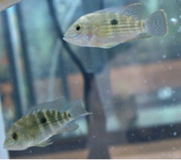 Green Terror Cichlid