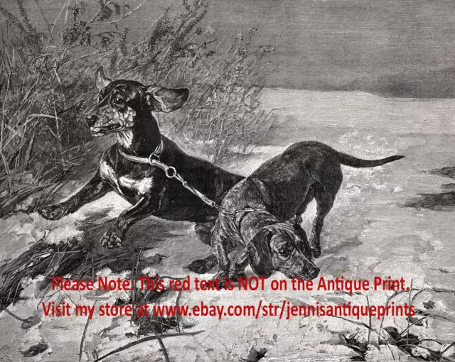 Dog Dachshund Dogs Tracking Hunting, Coupled Pair, Teckel, 1880s Antique Print