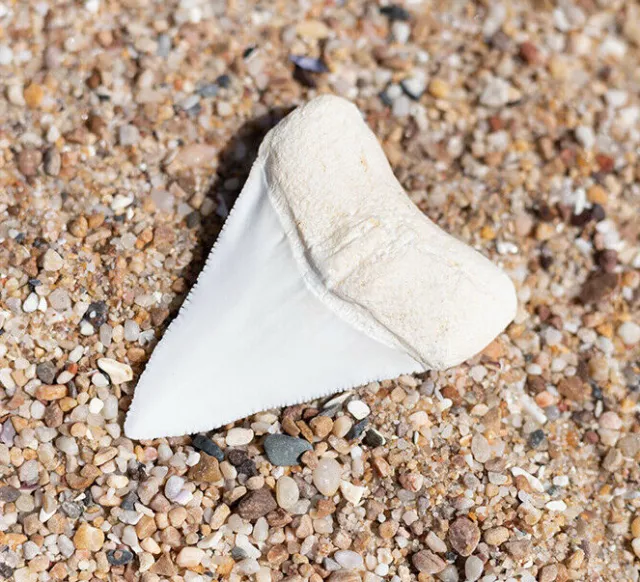 Gift idea Great White Shark Tooth Museum quality REPLICA casted from REAL TOOTH