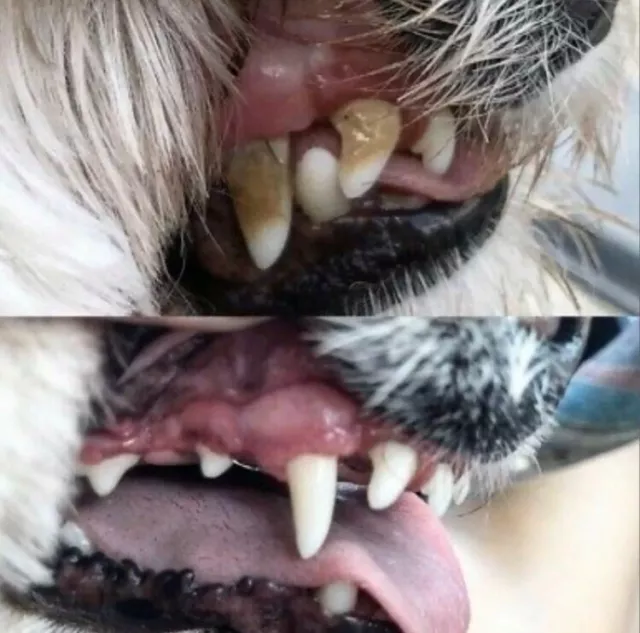 Hunde Zähnereinigung Mundpflege PlaqueOff Mundgeruch Heilung 500g Naturen Best 3