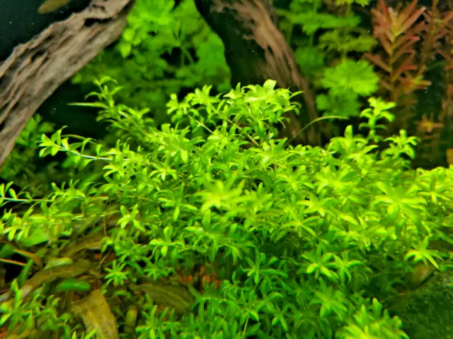 10x Hemianthus micranthemoides Pearlweed Live Easy Tropical Aquarium Water Plant
