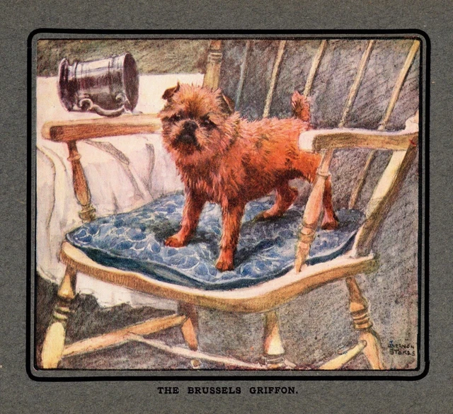 Antique Brussels Griffon Print c1920 Vernon Stokes Art Illustration  4871e