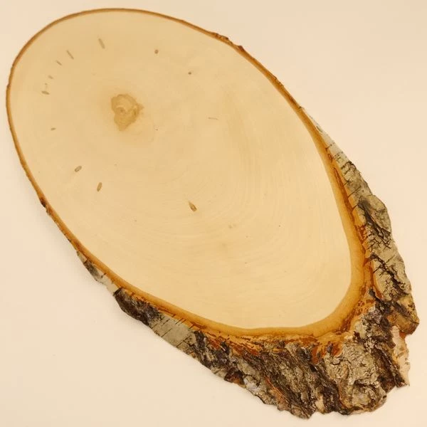 Abedul Ciervo AF45cm Placa Escudo de Trofeo Cornamenta Baumschild Natural Madera