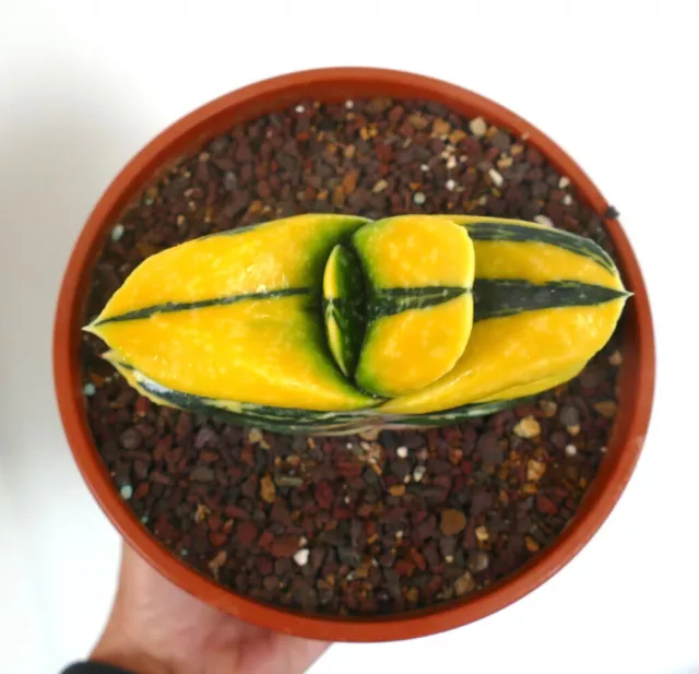 Gasteria armstrongii cv ZEUS VARIEGATED L43 -  - 2