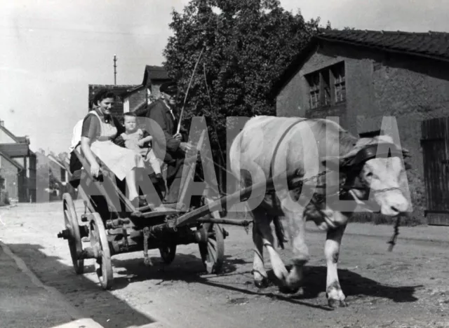 Altes Pressefoto Bavaria, La Kuh Traina Die Güterwagen, 1953, Druck 20 x 15cm