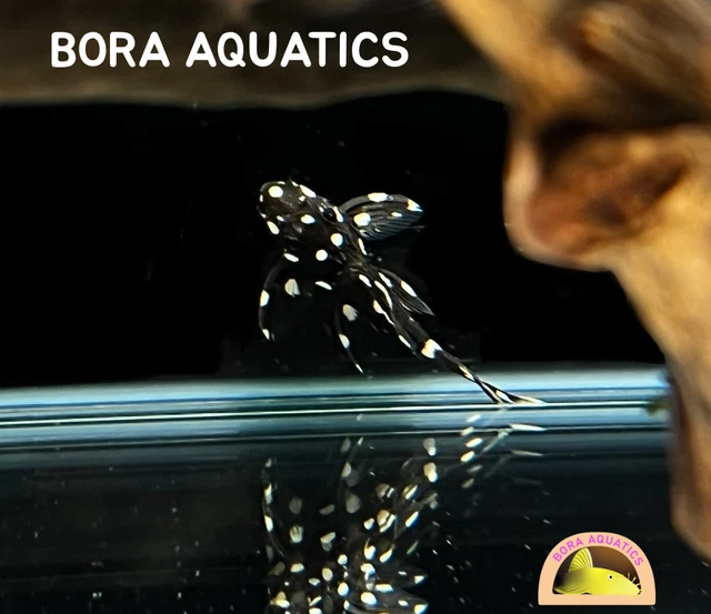 (1) L240 Galaxy Pleco - High Quality Pleco (2 in + / 5 cm +)