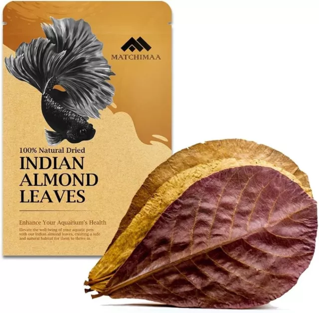 Indian almond leaves Dried Catappa , Ketapang For Fish ,Shrimp ,betta@aquarium c