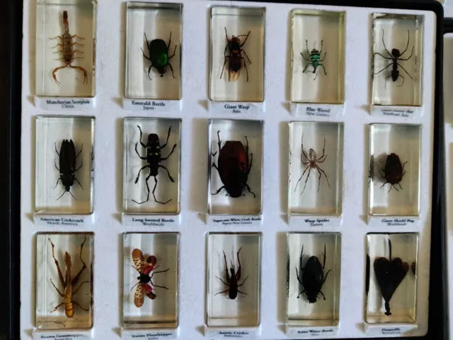 Collection of Bugs & Insects in Resin - 31 Different Insects, some I.D. tagged