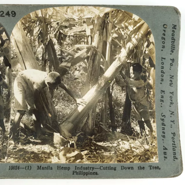 Filipino Hemp Tree Farm Stereoview c1906 Keystone Manila Philippines Photo H791