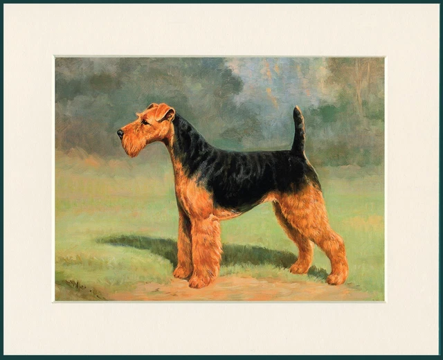 Welsh Terrier Great Dog Print Mounted Ready To Frame