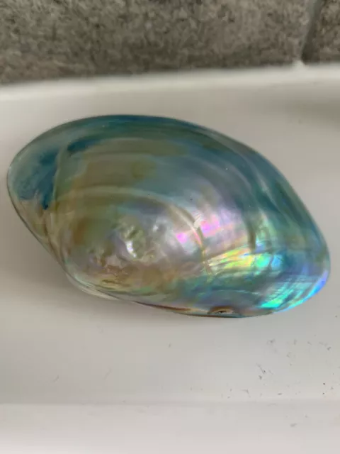 Blue Large polished Pearl River oyster for bathrooms/ Home Decor Approx 15cm