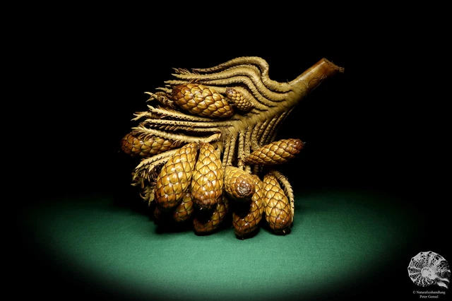 Raphia farinifera tropical centroáfrica palmera reciente frutos secos especie