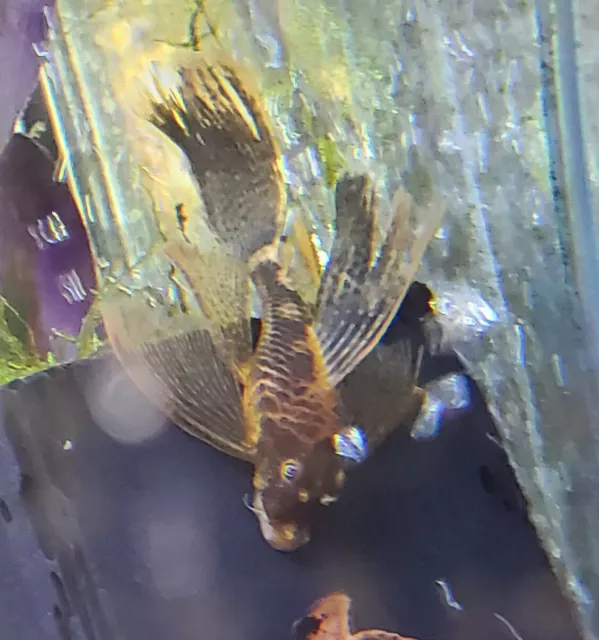 2 Super Red Calico Longfin Bristlenose Pleco (~2 - 3") Bushynose Ancistrus 4