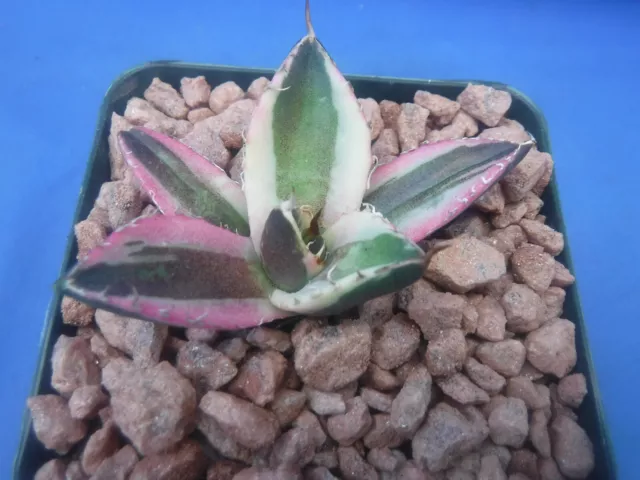 Agave titanota Snaggle Tooth VARIEGATED 2"-3" Wide STARTER Plants NEW CROP 2024!